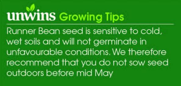 Runner Bean Equator Seeds Unwins Growing Tips